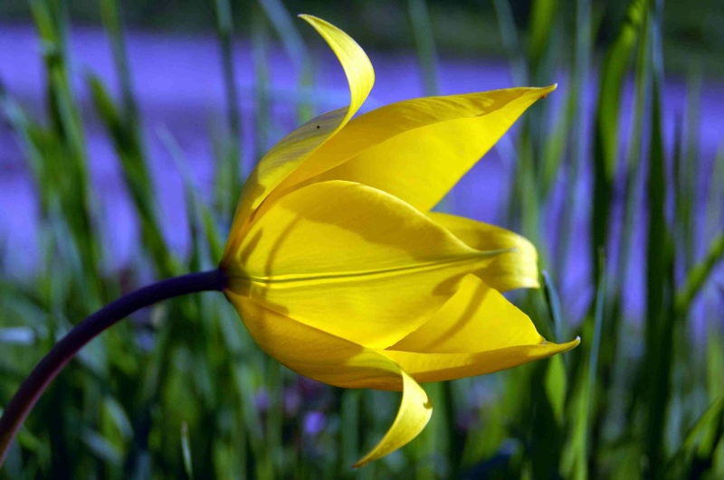 Fioritura di Tulipa sylvestris